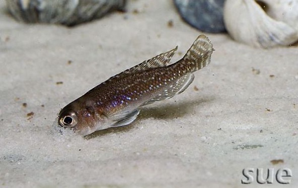 Lamprologus ornatipinnis 'Kigoma'